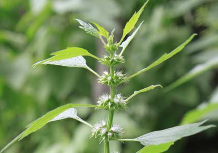 Herbiolys laboratoire agripaume plante médicinale femme coeur