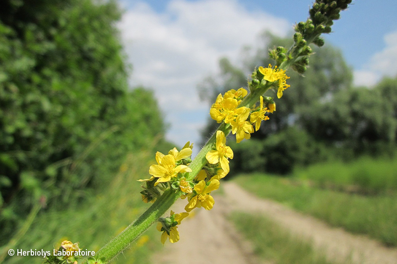 Phytothérapie d'aigremoine - Plante fraîche bio - Herbiolys Laboratoire 