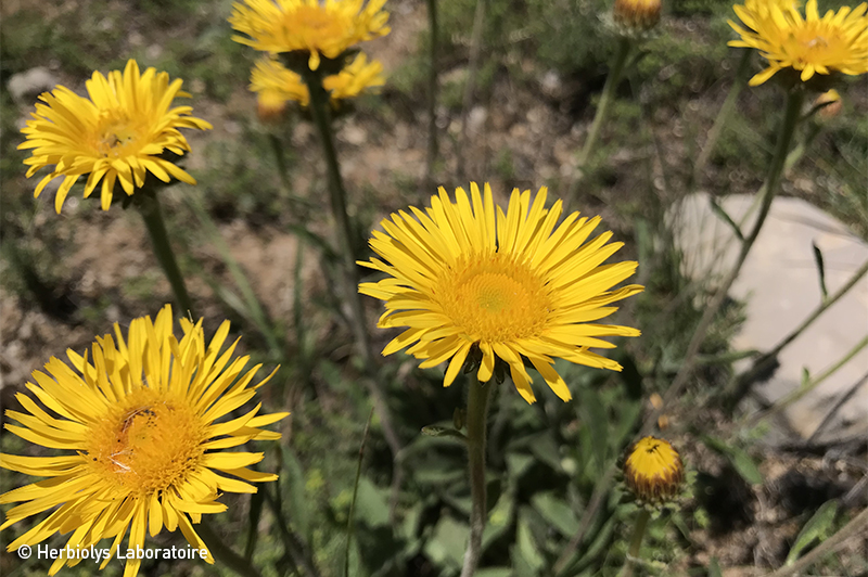 Huile bien-être d'arnica - Plante fraîche bio - Herbiolys Laboratoire 