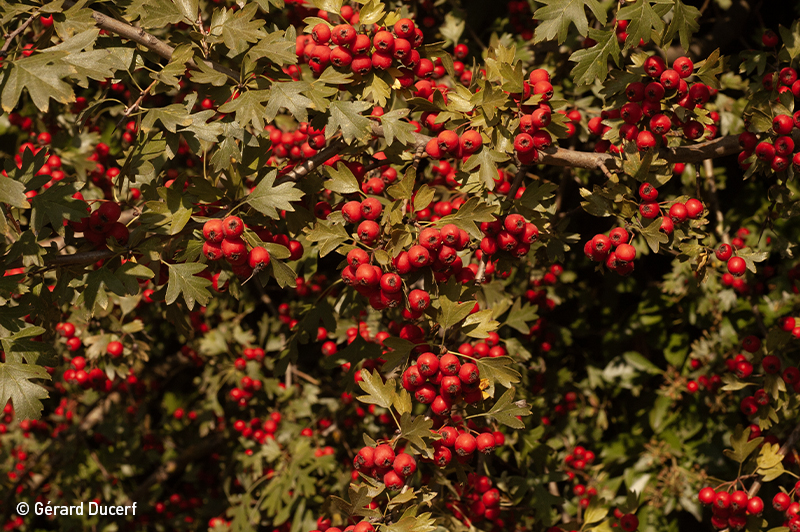 Phytothérapie d'aubépine - Plante fraîche bio - Herbiolys Laboratoire