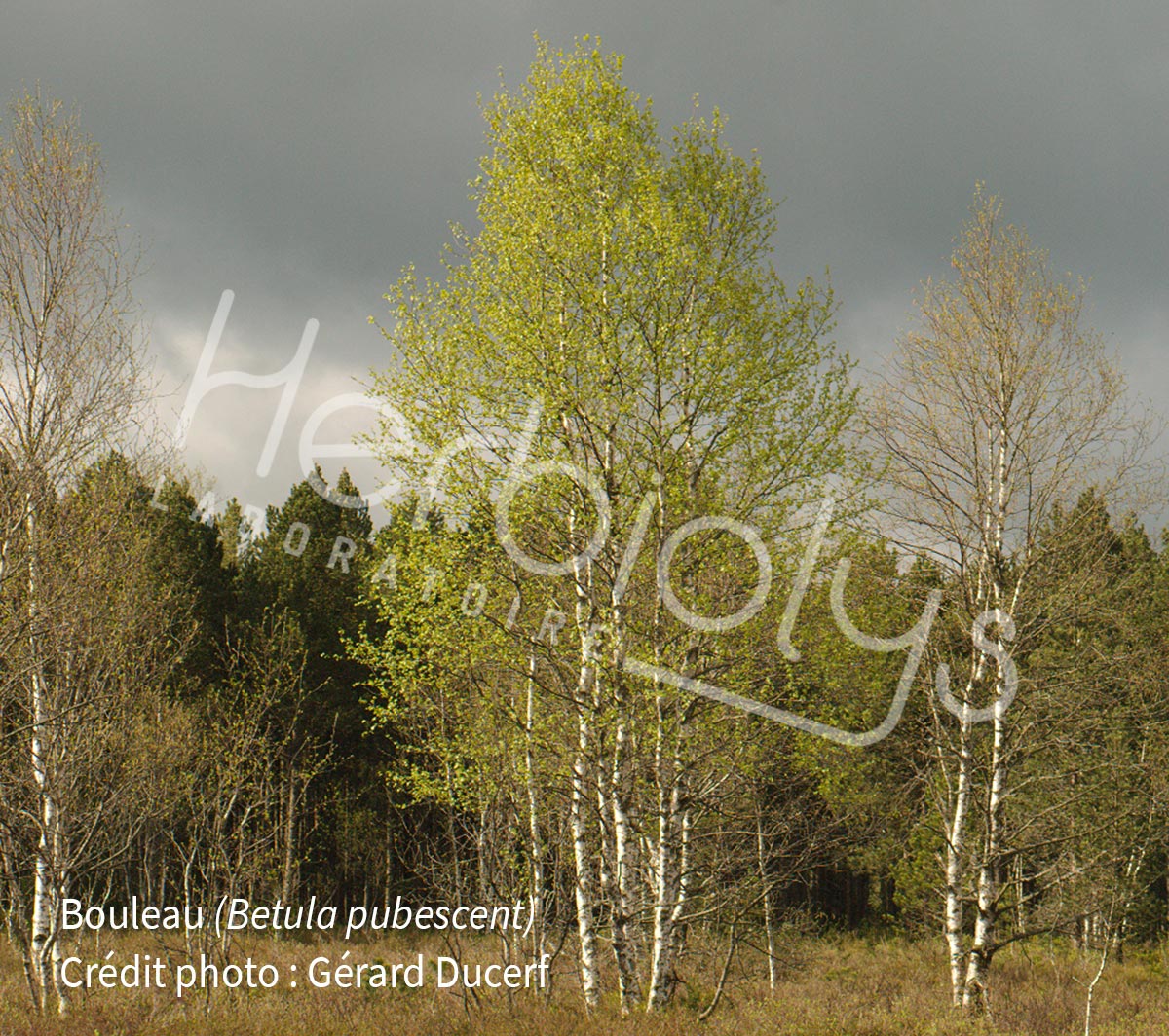 Herbiolys-bouleau-betula-pubescent