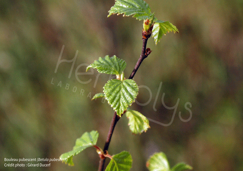 Herbiolys betula pubescens bouleau pubescent phytothérapie gemmothérapie bio