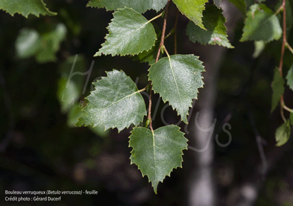 Herbiolys bouleau verruqueux feuille betula verrucosa phytothérapie