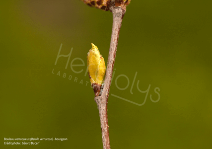 Herbiolys bouleau verruquex bourgeon betula verrucosa gemmothérapie