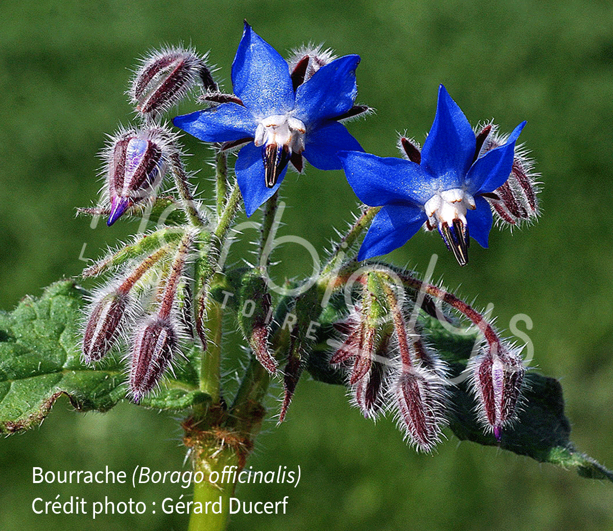 Herbiolys-phytotherapie-bourrache-borago-officinalis