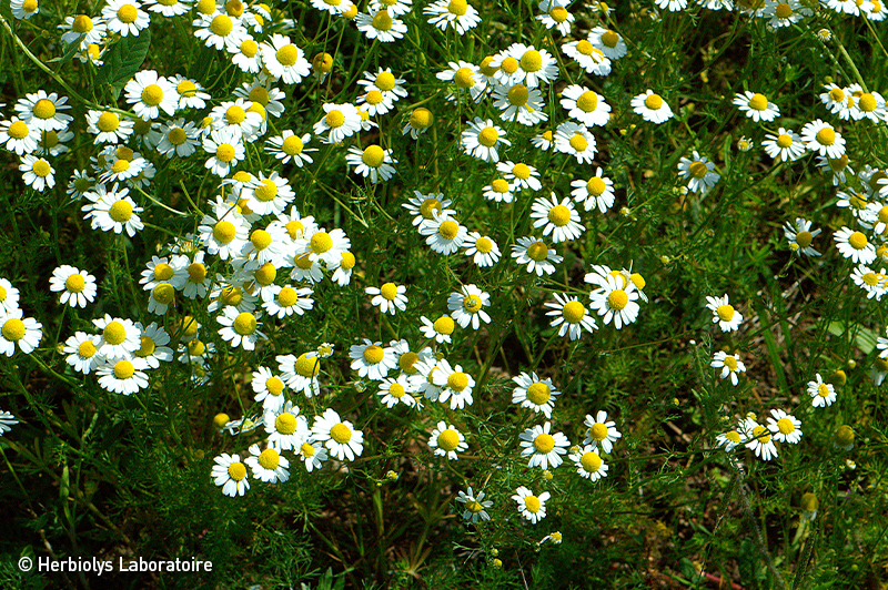 Phytothérapie de camomille matricaire - Plante fraîche bio - Herbiolys Laboratoire 