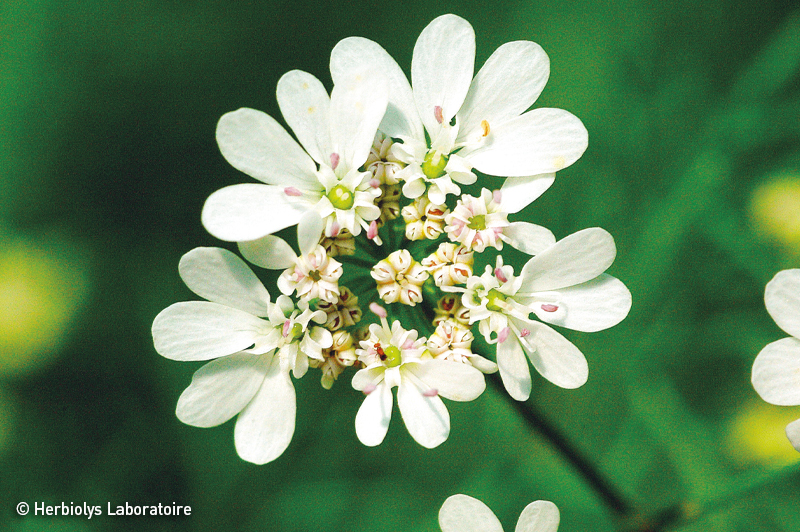 Phytothérapie de coriandre - Extrait de plantes fraîches bio - Herbiolys Laboratoire