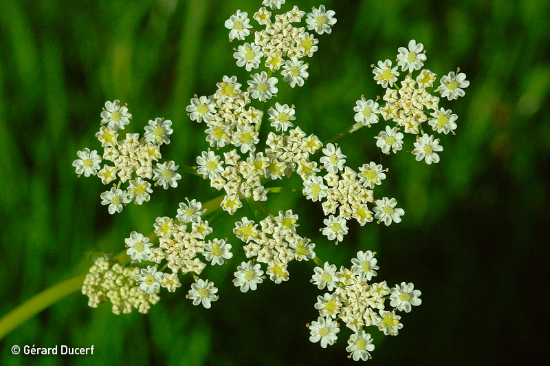 Phytothérapie de cumin - Extrait de plantes fraîches bio - Herbiolys Laboratoire