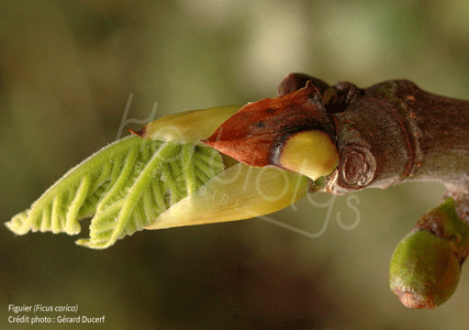 Herbiolys gemmotherapie bourgeon figuier bio stress