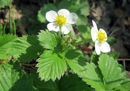 Herbiolys Laboratoire fraisier des bois phytothérapie