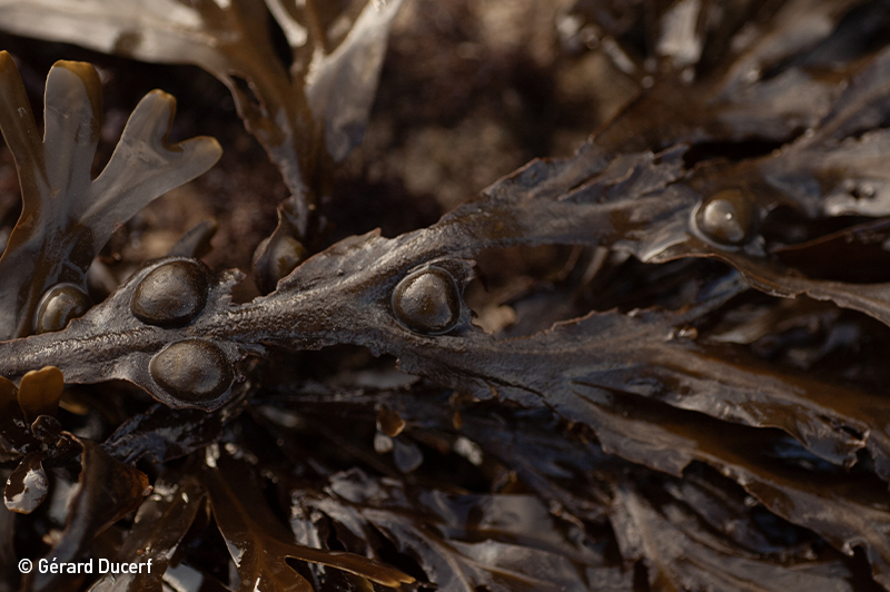 Phytothérapie de fucus vésiculeux - Plante fraîche bio - Herbiolys Laboratoire 