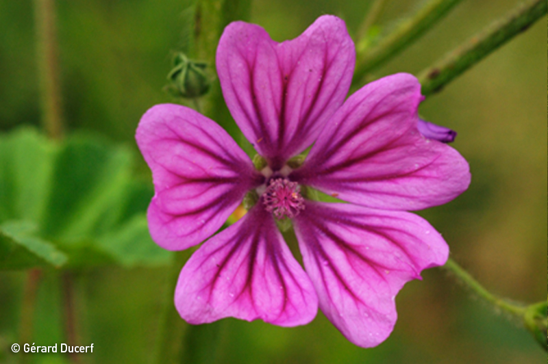 Phytothérapie de mauve - Plante fraîche bio - Herbiolys Laboratoire 