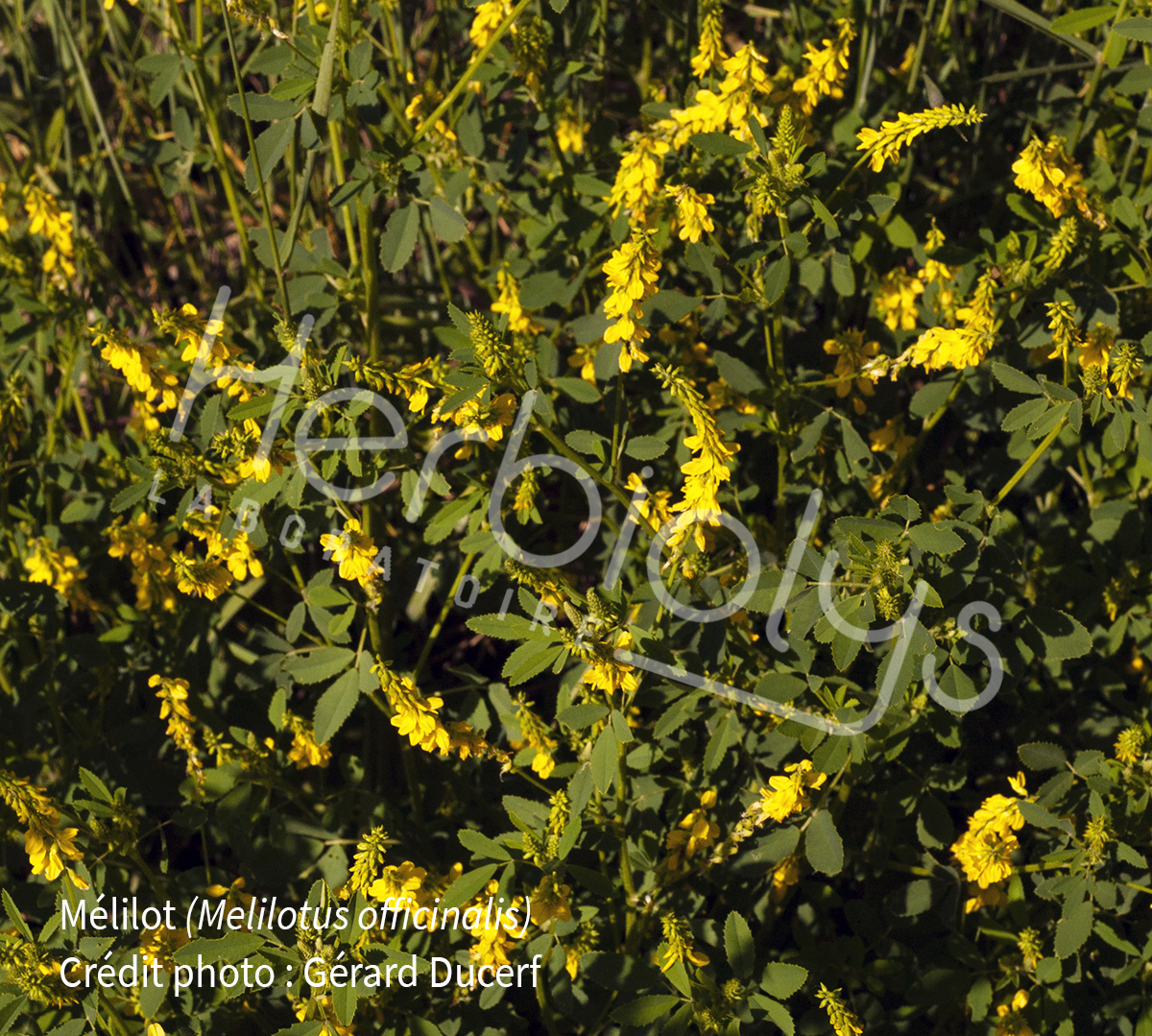 Mélilot Melilotus officinalis HERBIOLYS