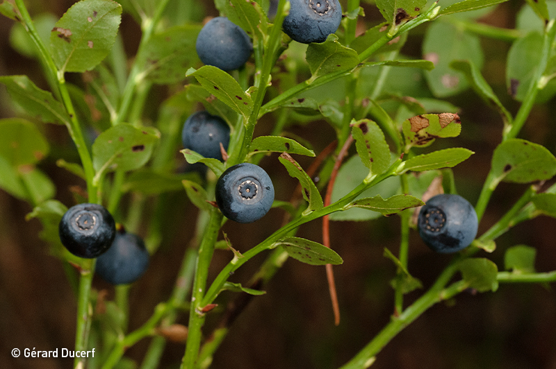 Phytothérapie de myrtillier fruit - Plante fraîche bio - Herbiolys Laboratoire