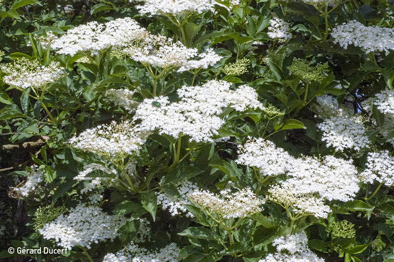 Phytothérapie de Sureau noir - Plante fraîche bio - Herbiolys Laboratoire