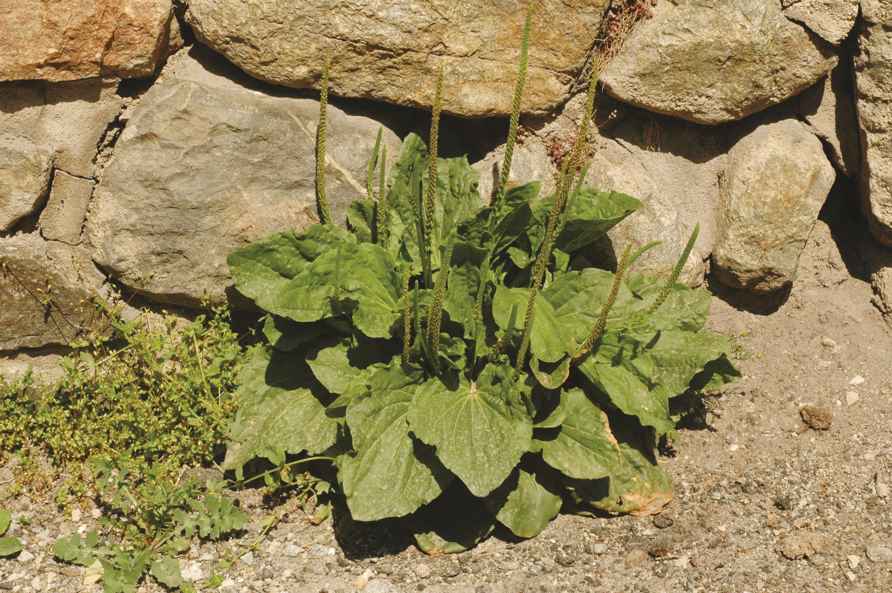 Herbiolys phytothérapie plantain