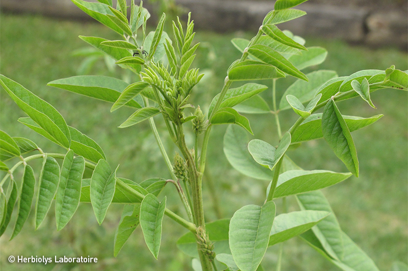 Phytothérapie de réglisse - Plante fraîche bio - Herbiolys Laboratoire