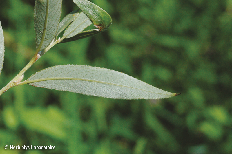 Phytothérapie de saule blanc - Plante fraîche bio - Herbiolys Laboratoire 