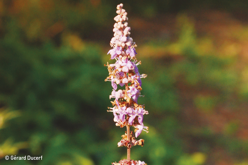 Phytothérapie de Gattilier