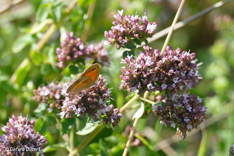 Phytothérapie de Marjolaine