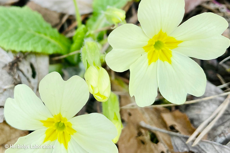 Phytothérapie de Primevère officinal ou coucou - Herbiolys Laboratoire