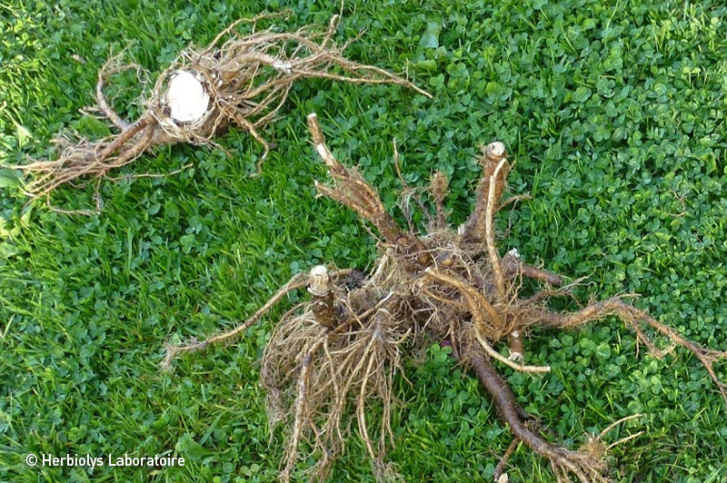 Phytothérapie d'angélique - Extrait de Plante fraîche Bio - Herbiolys Laboratoire
