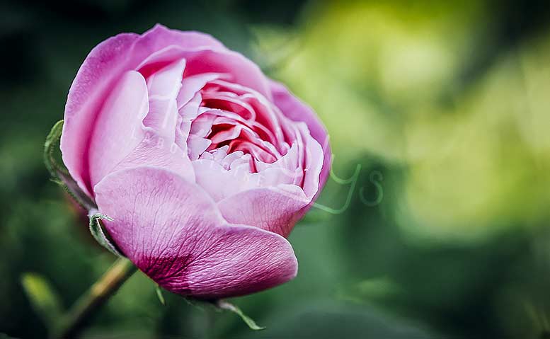 Herbiolys Filtres D Amour Et Plantes De Sorcieres Phytotherapie