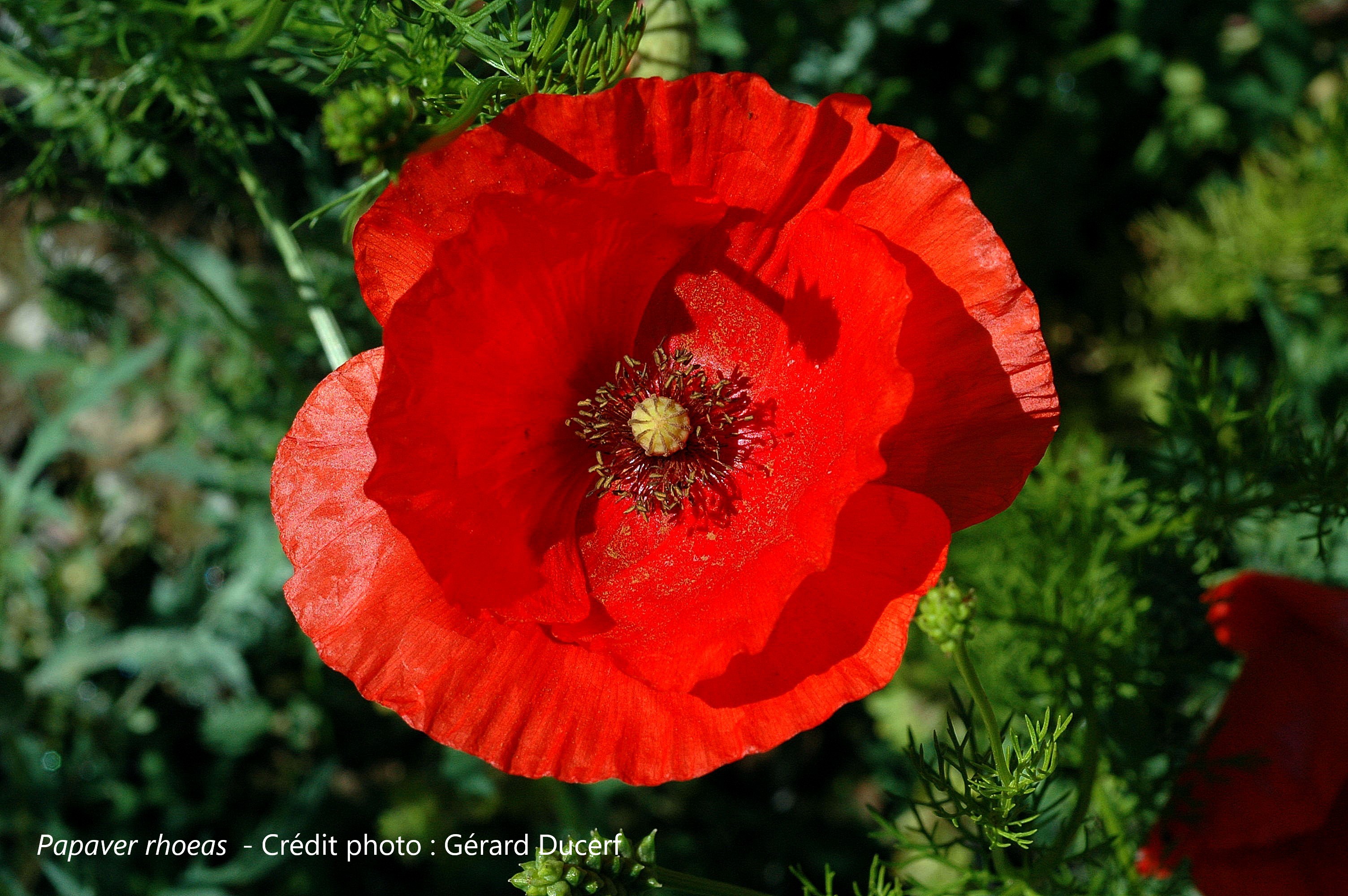 Coquelicot