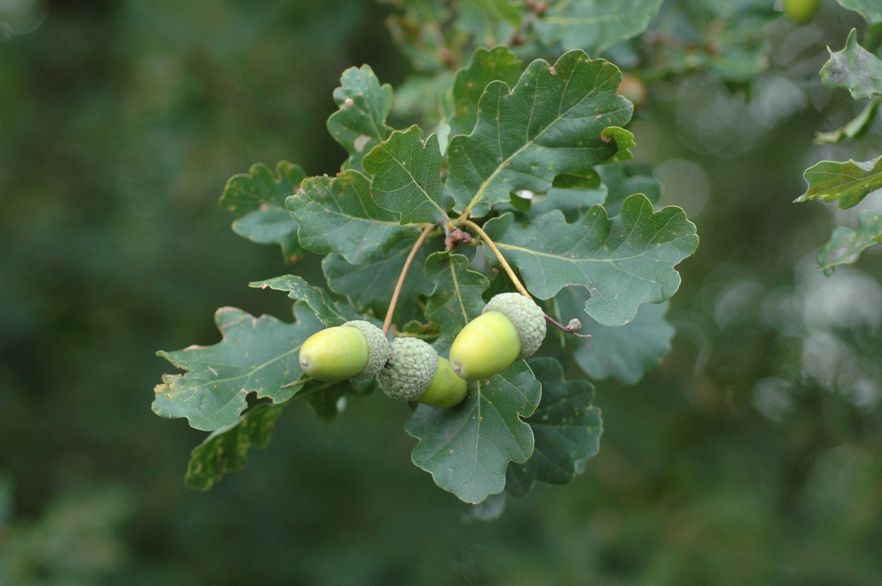 phytothérapie chene