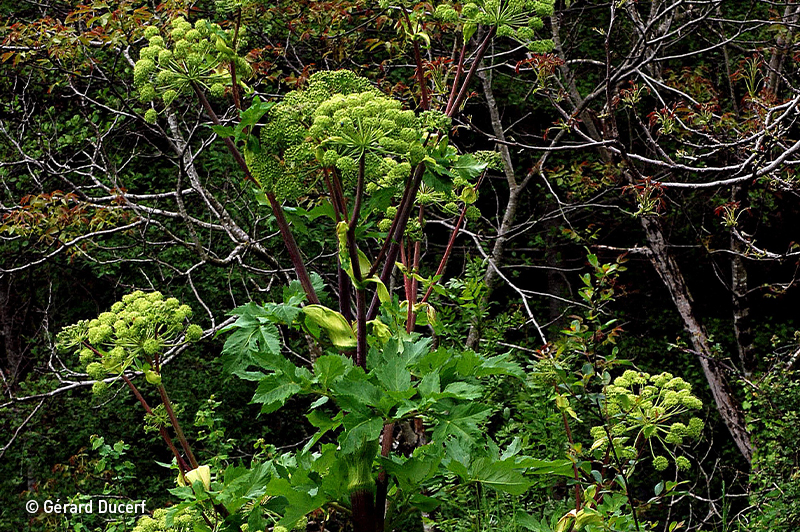 Phytothérapie d'angélique - Extrait de Plante fraîche Bio