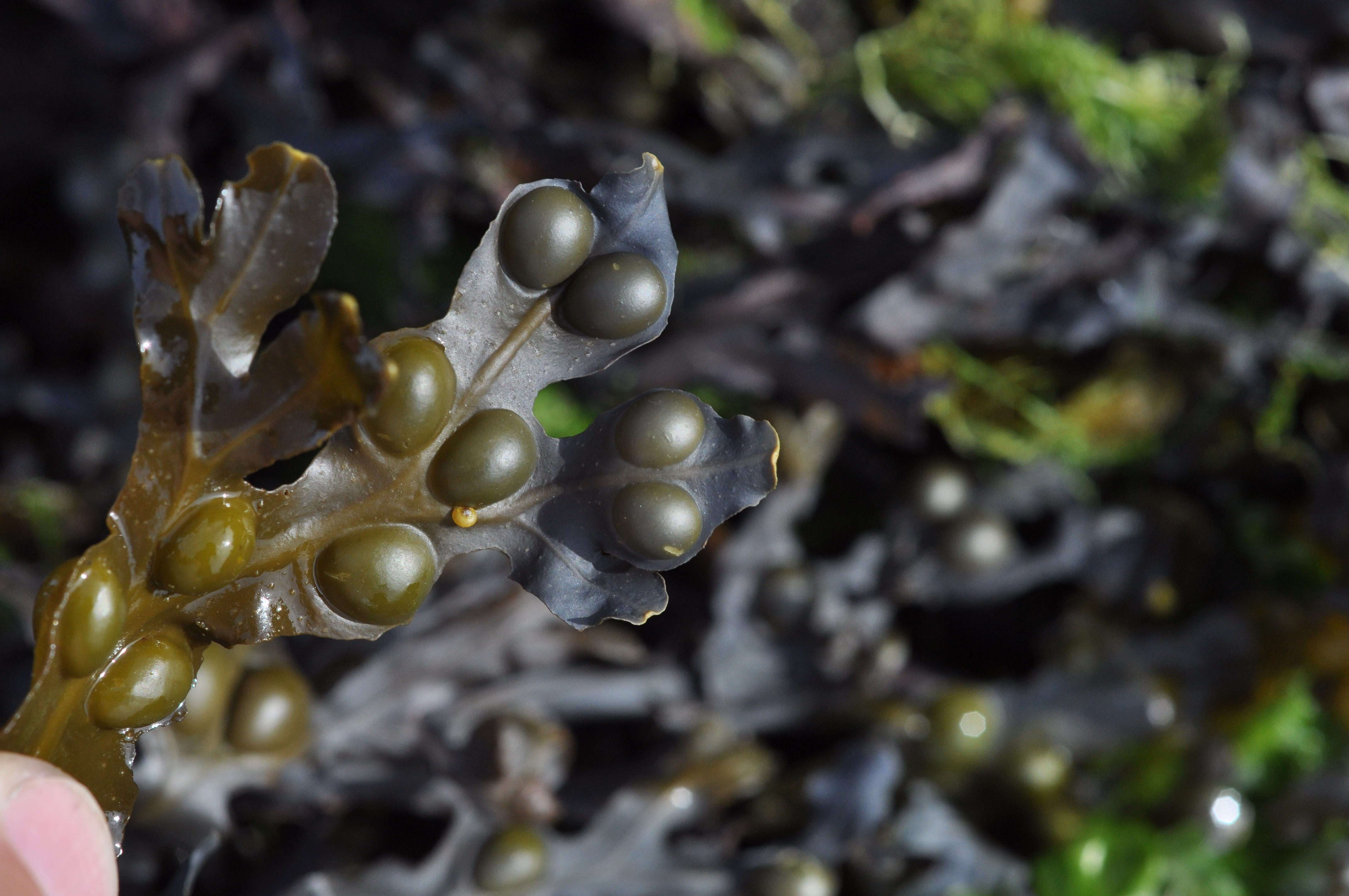 fucus vesiculosus