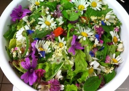 Mauve sylvestre en salade